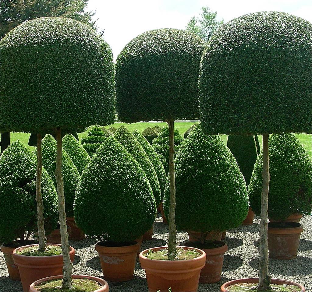 Relaxing Topiary Garden Ideas