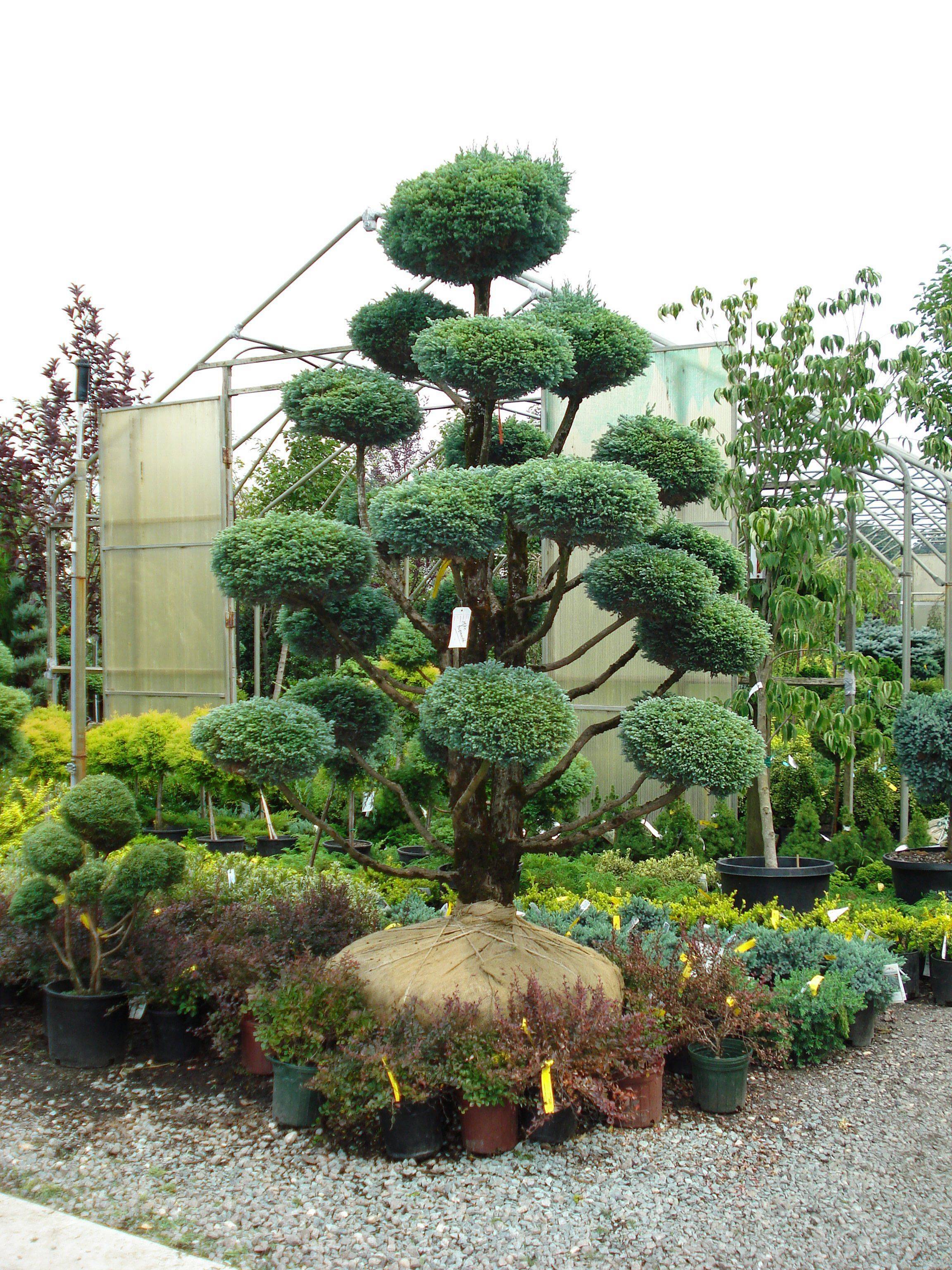 Winter Container Gardening