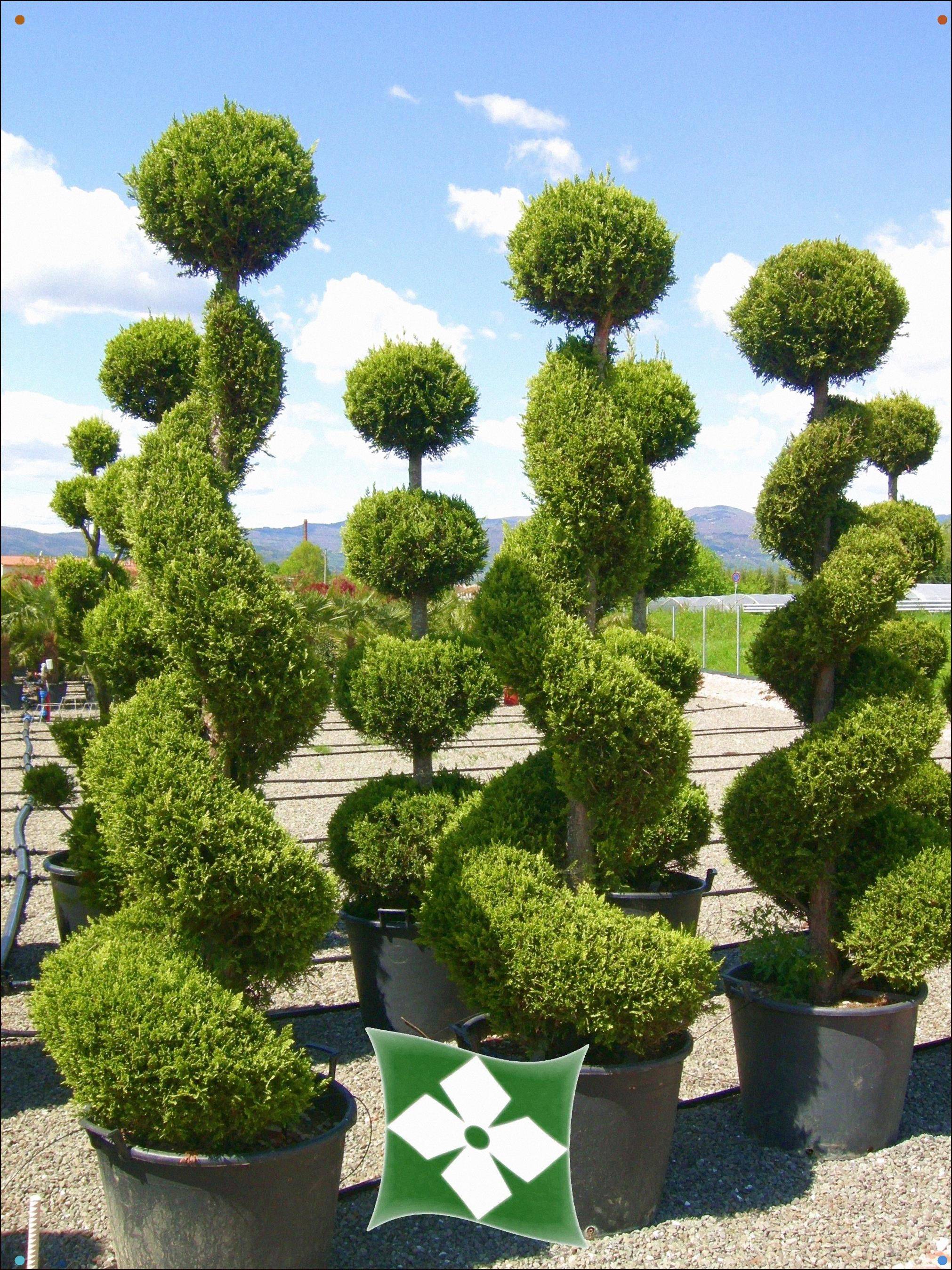 Topiary Trees