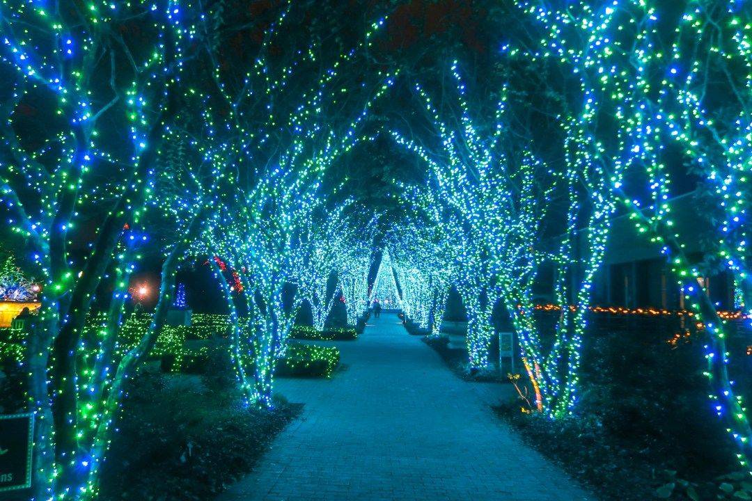 20 Savannah Botanical Garden Christmas Lights Ideas To Try This Year