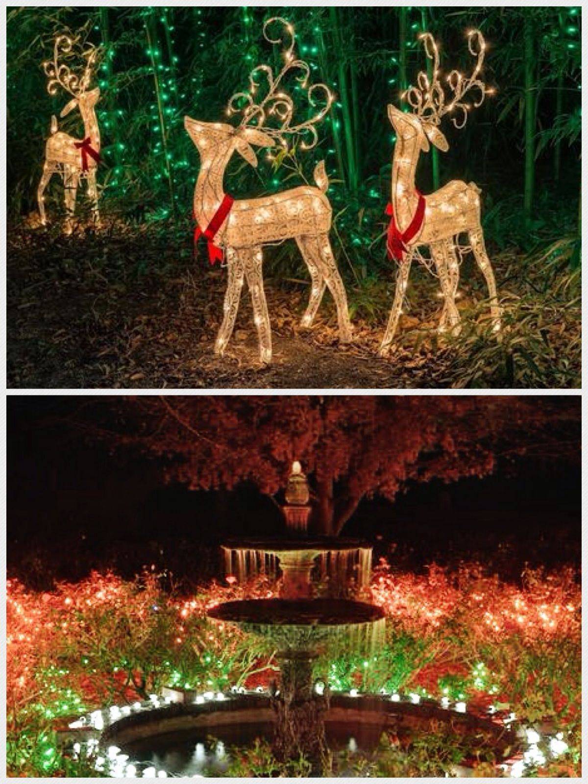 Coastal Botanical Gardens Savannah Christmas Lights