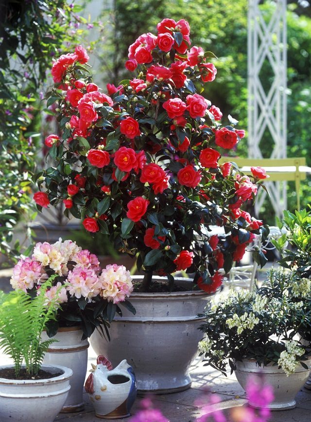 Your Garden Care Information