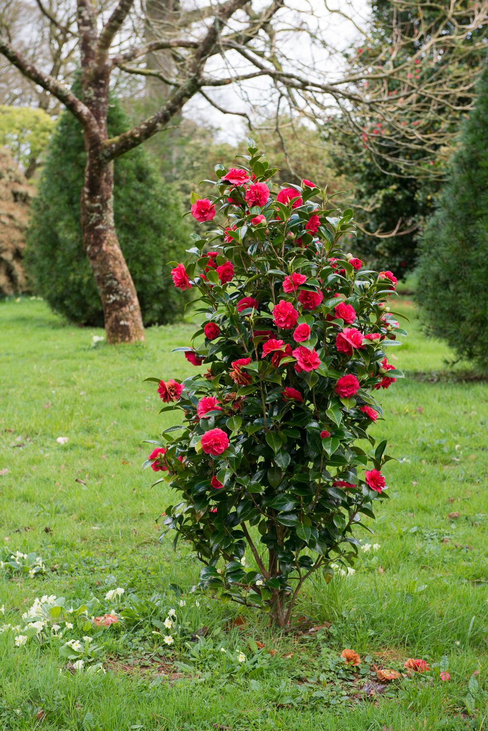 Your Garden Care Information