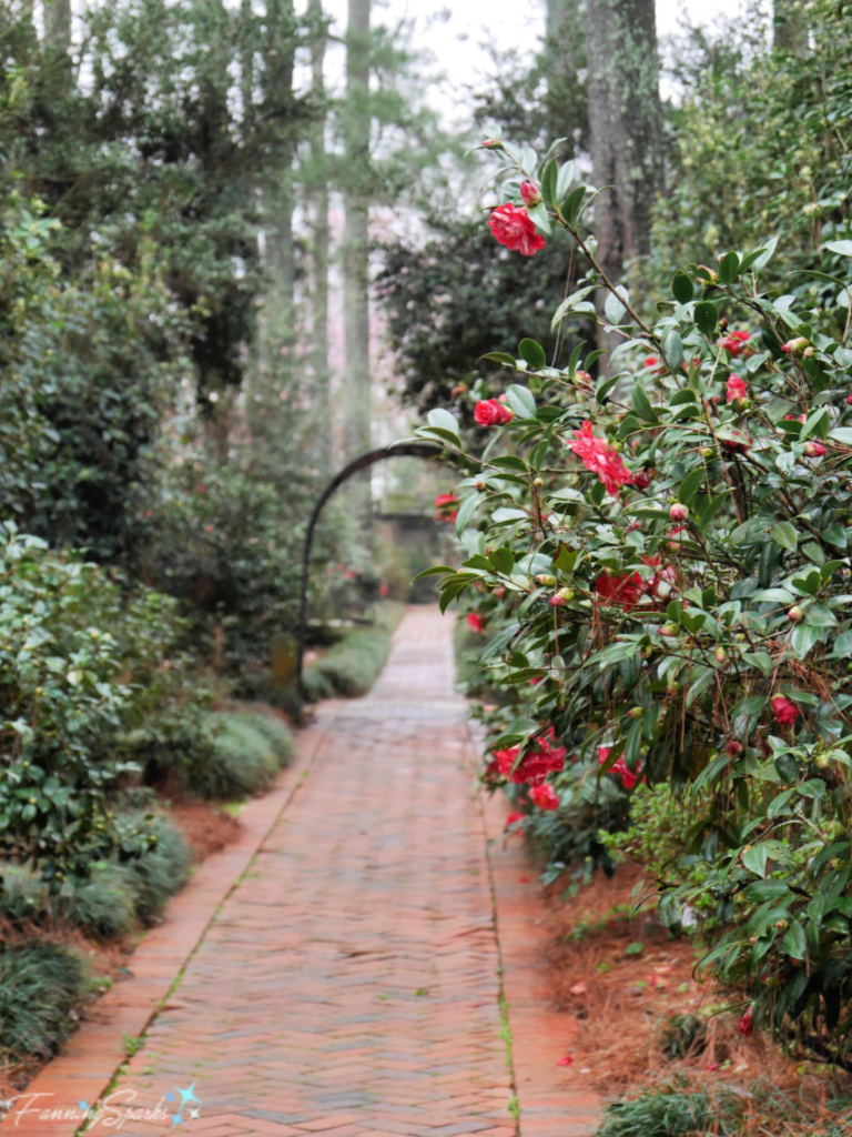 Camellia Garden Design Garden Ftempo