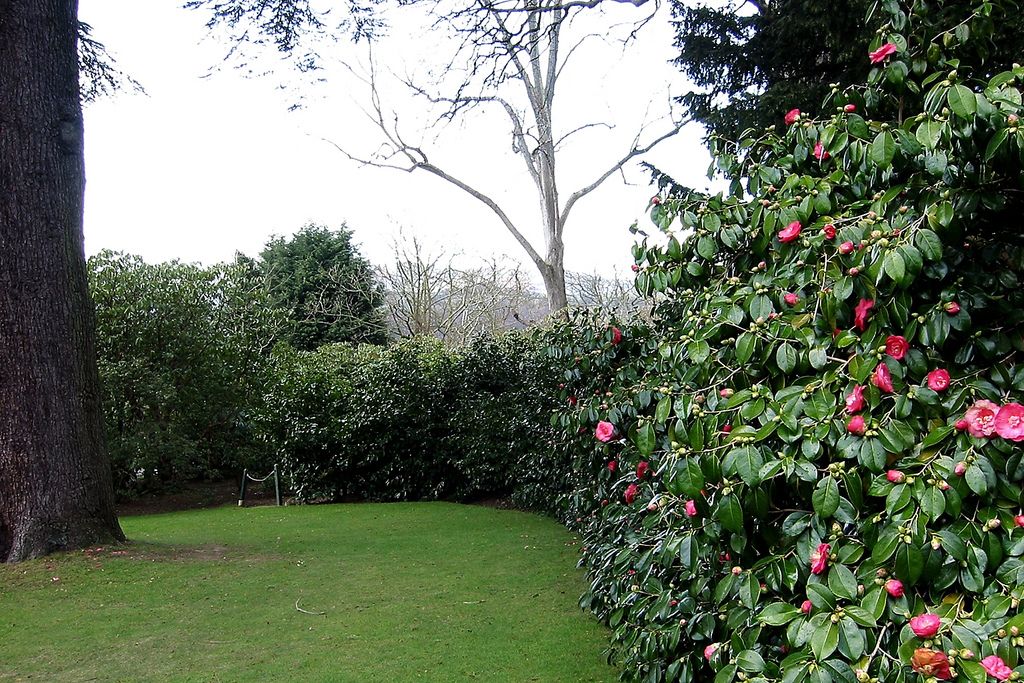 Camellia Landscape Houzz
