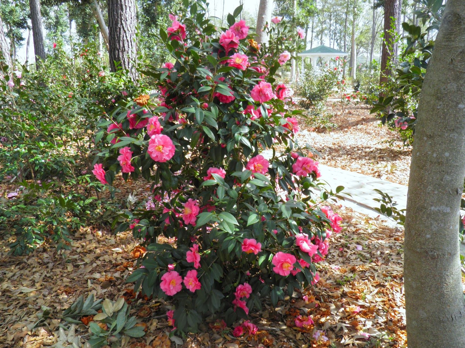 Early Autumn Camellia Japonicanovember