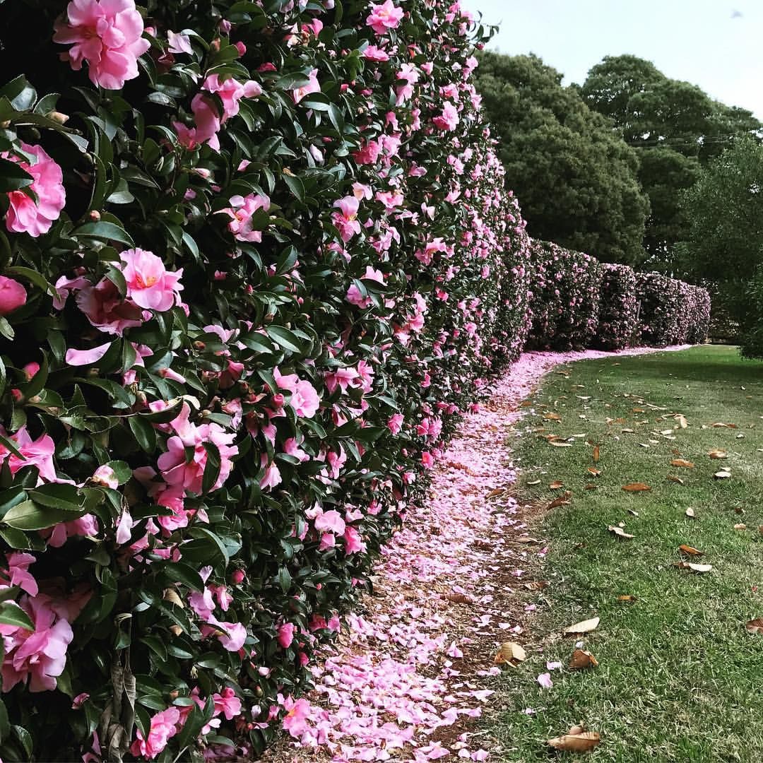 Gardening Shade Loving Shrubs