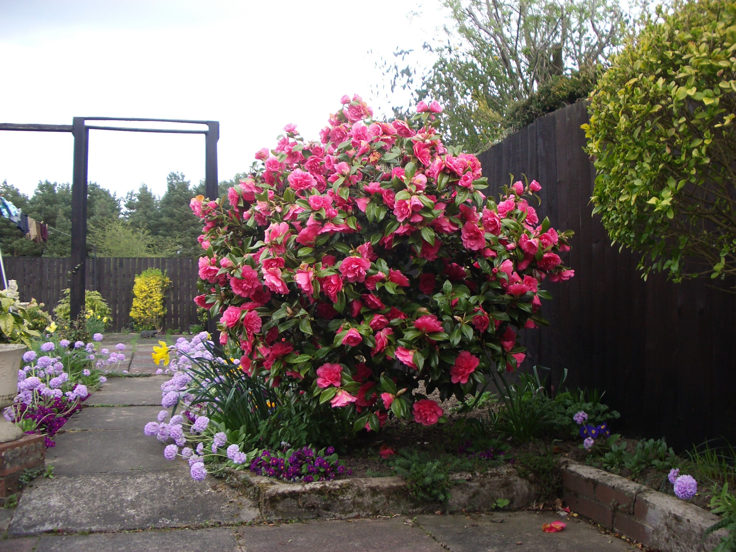 Some Fall Camellias Southern Living