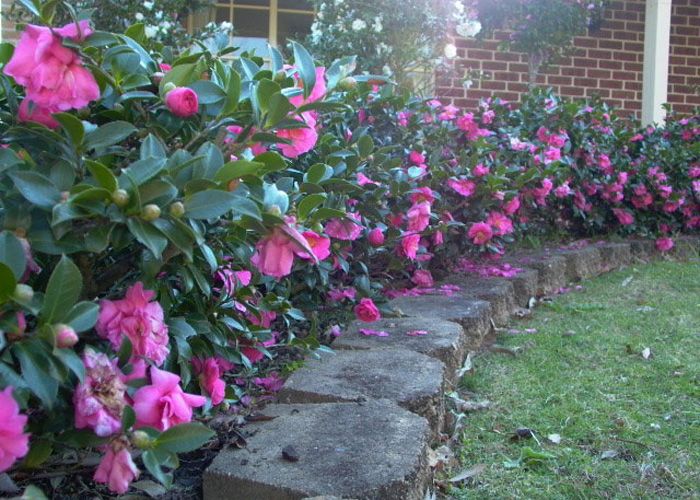 Standard Camellia Tree Tree Buy