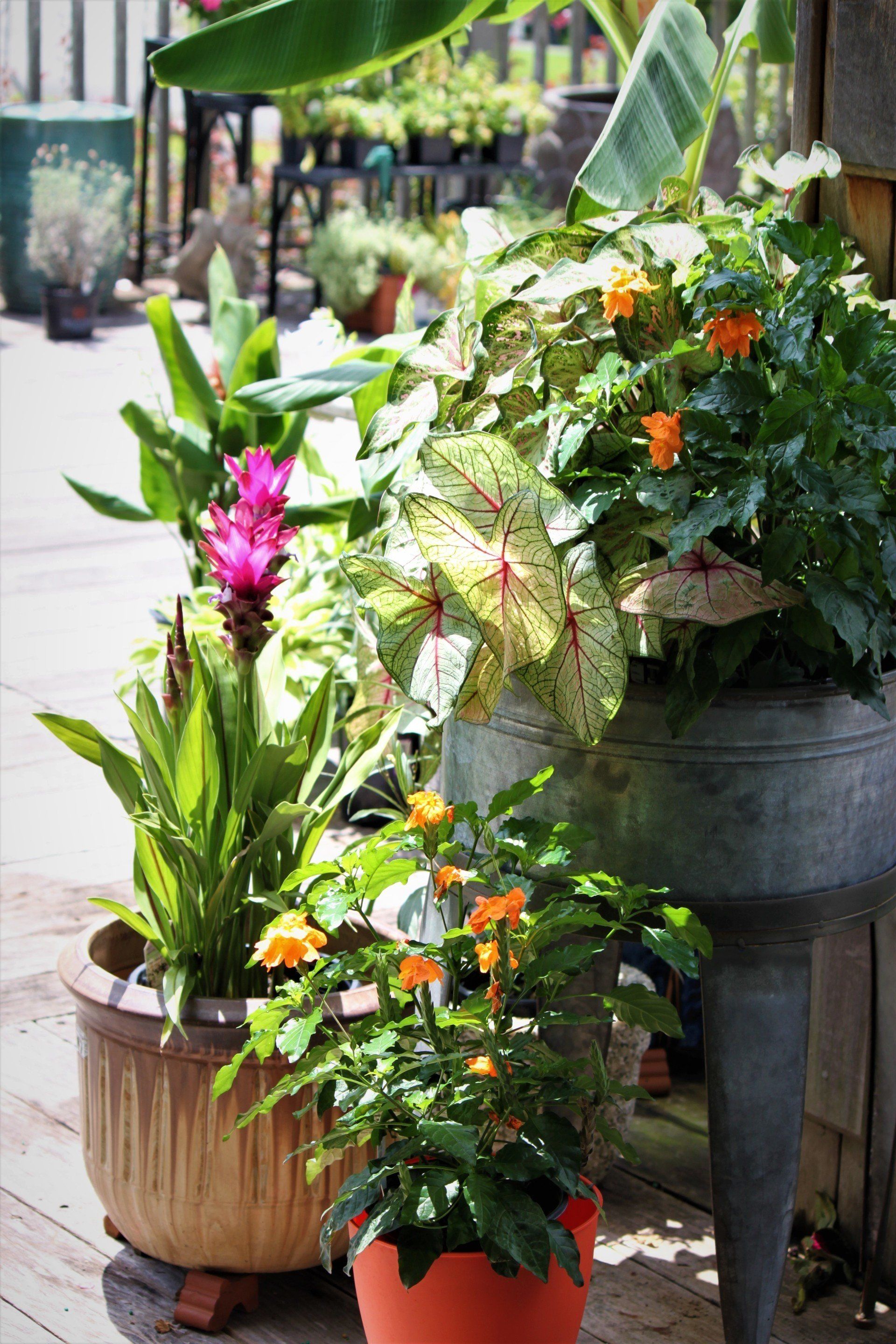 Savannah Savannah Gardens