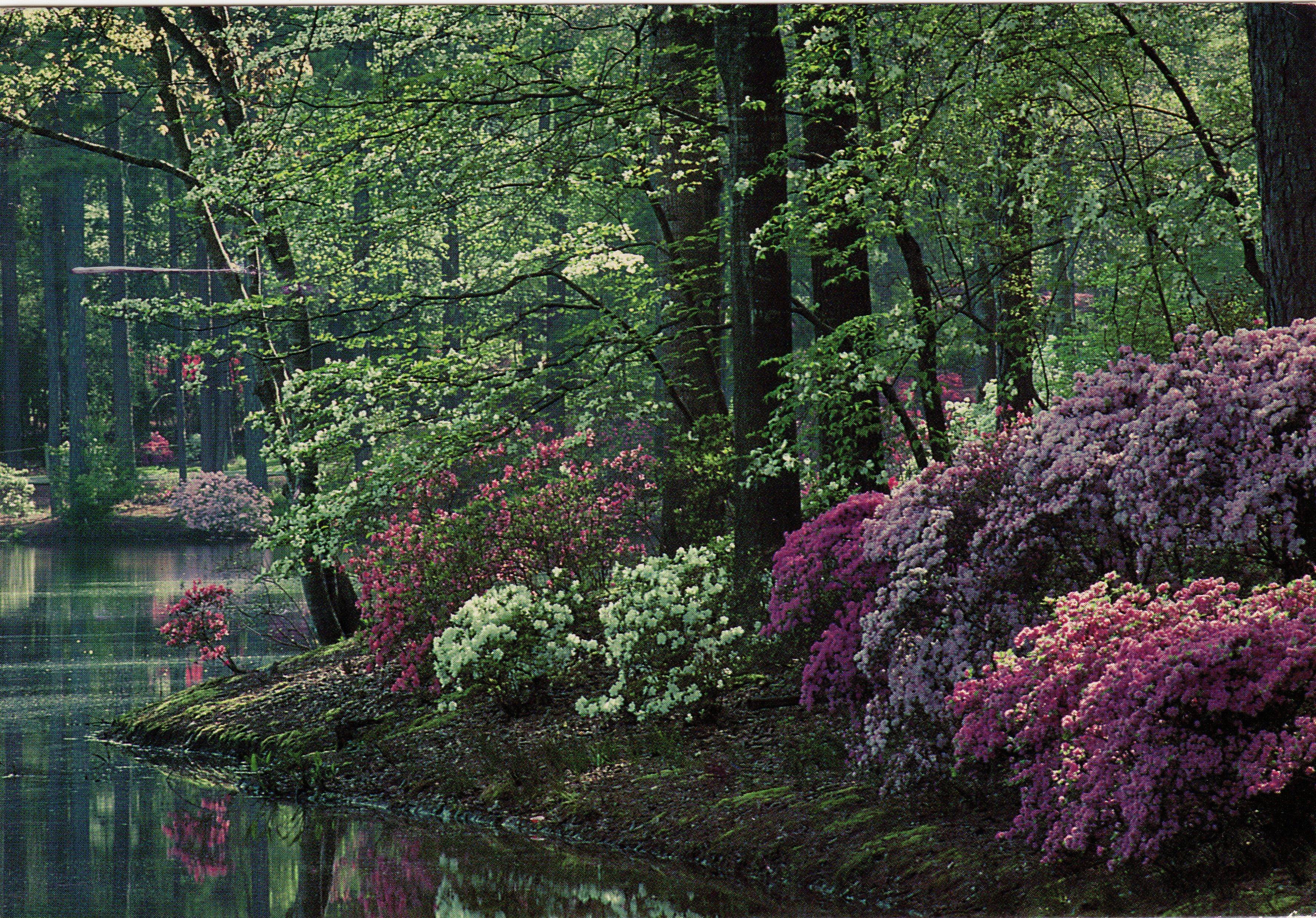 The Best Savannah Gardens Ideas