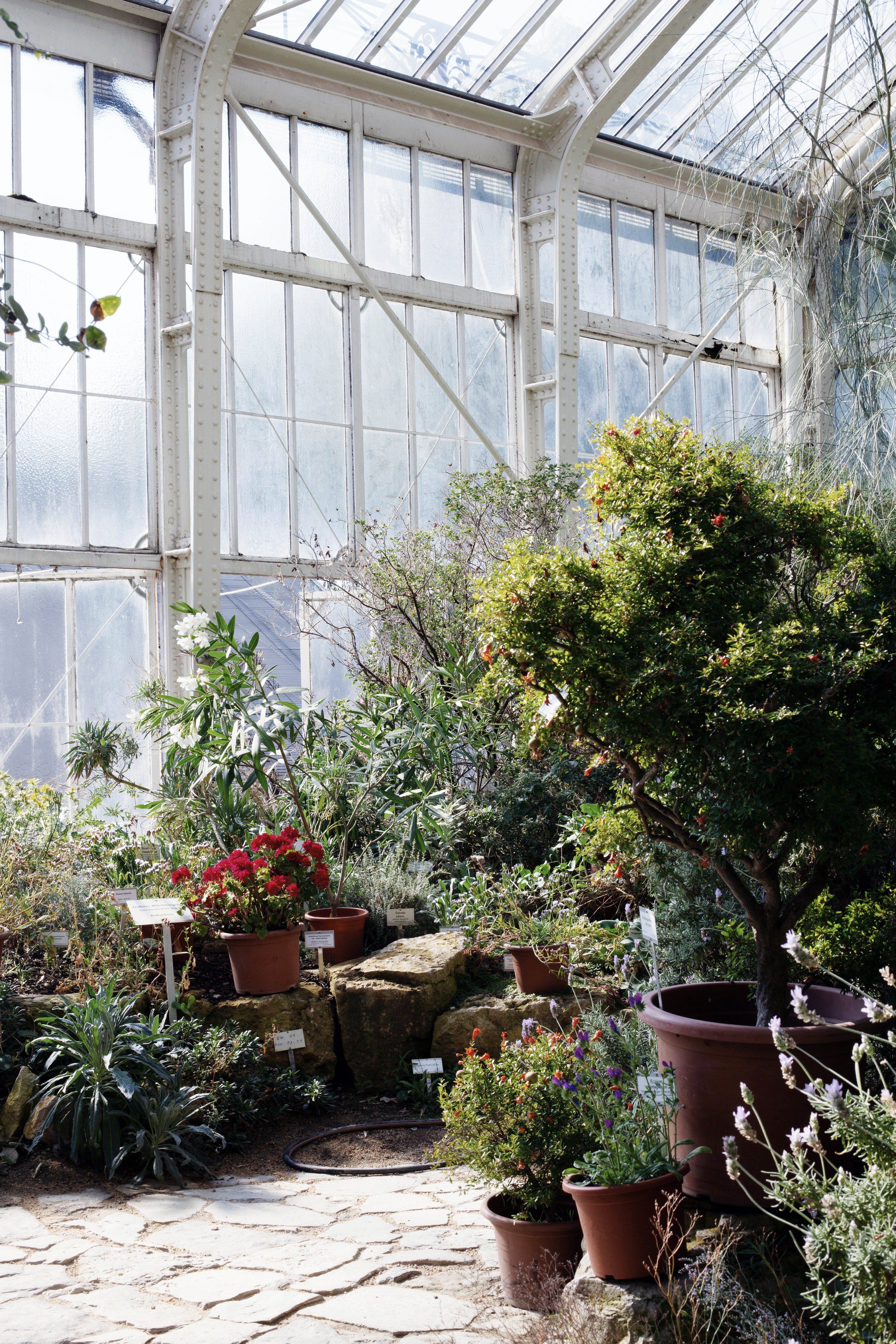 Propagation Station Plants