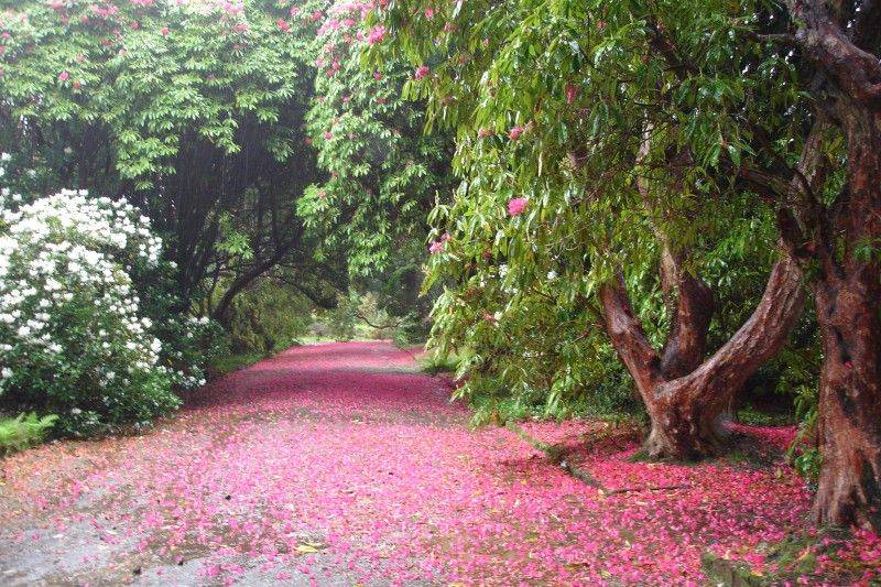 Kilmacurragh House National Botanic Gardens