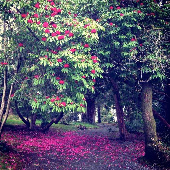 Kilmacurragh Botanic Gardens