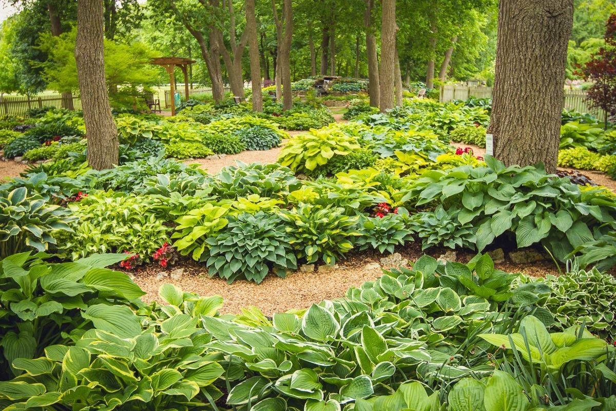 Herb Garden Dunedin Botanic Garden Landscaping Plants