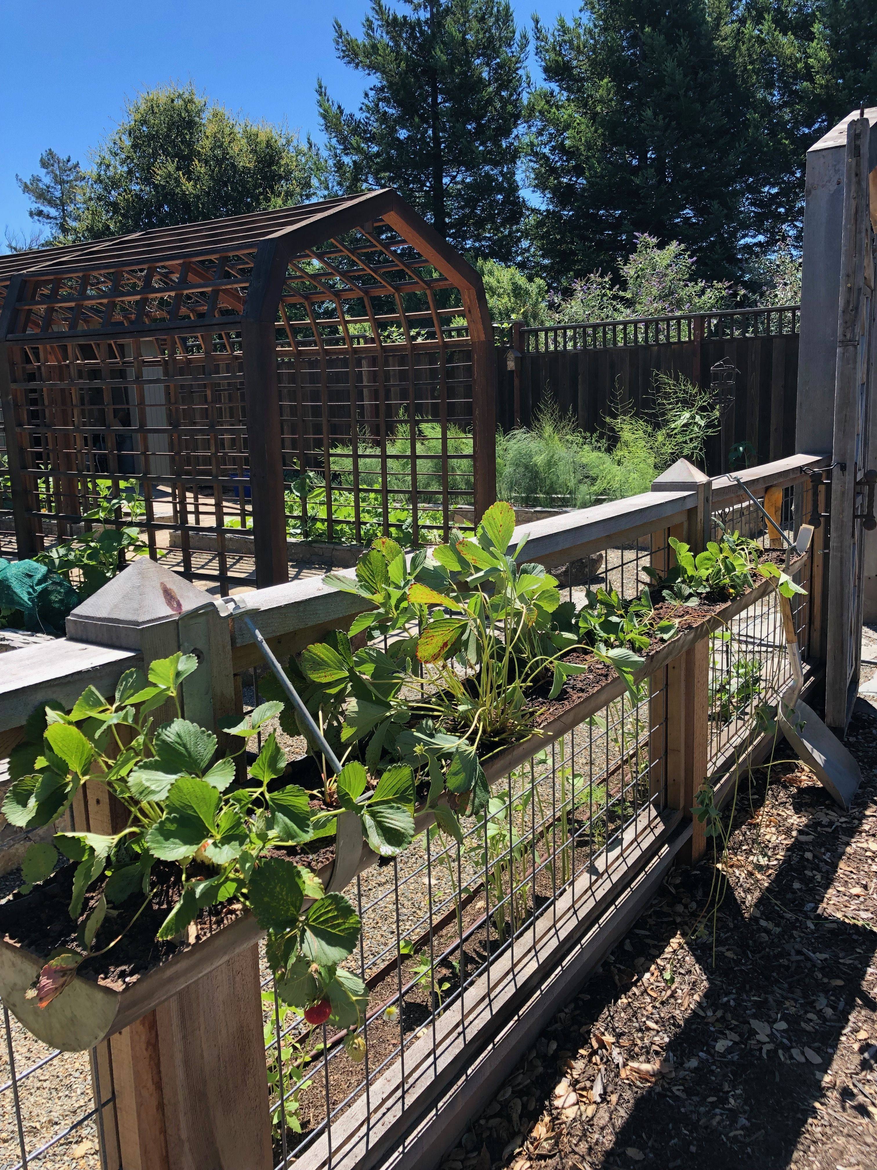 Luxury Garden Design Vegetable Small Formidable Backyard Ve Able Garden