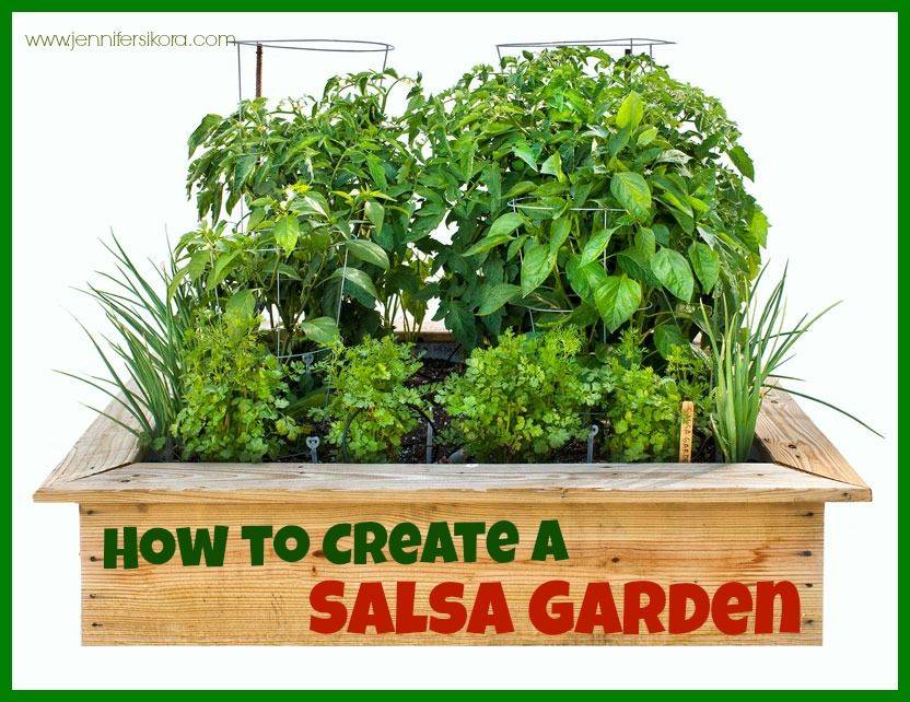 Diy Salsa Garden Diy