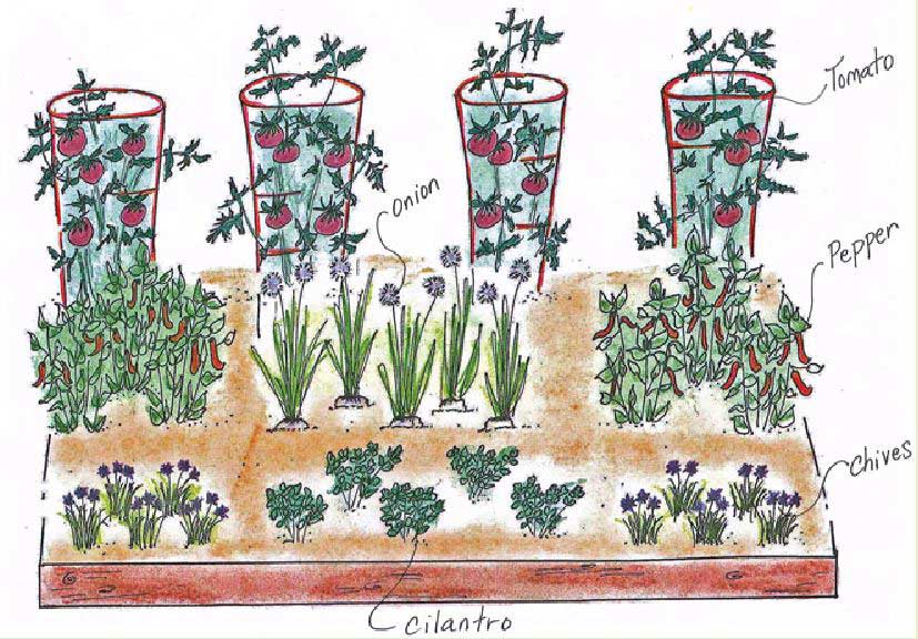 X Foot Homemade Salsa Garden