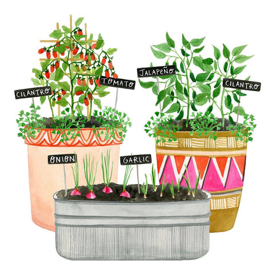 A Salsa Garden