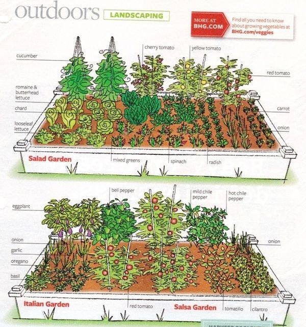 An Amazing Salsa Garden Diy Household Tips