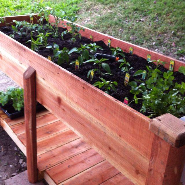 A Container Salsa Garden