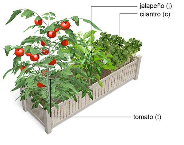 Salsagardenareas Planting Plan