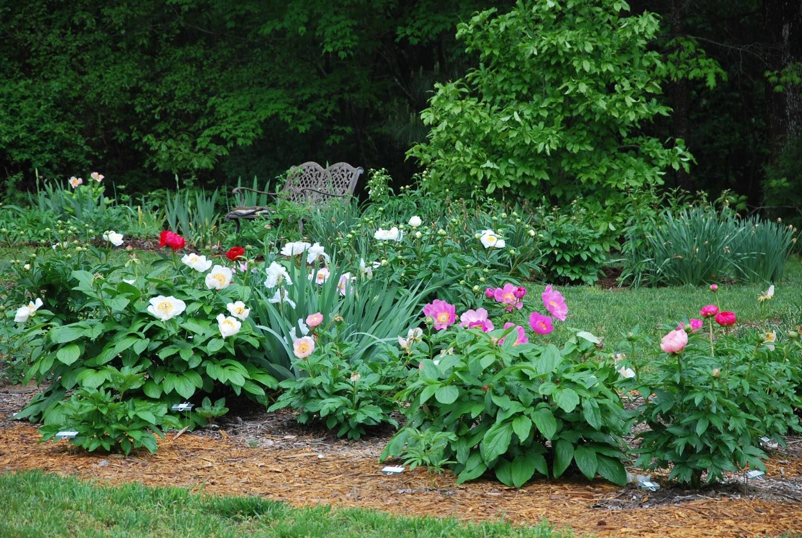 My Garden