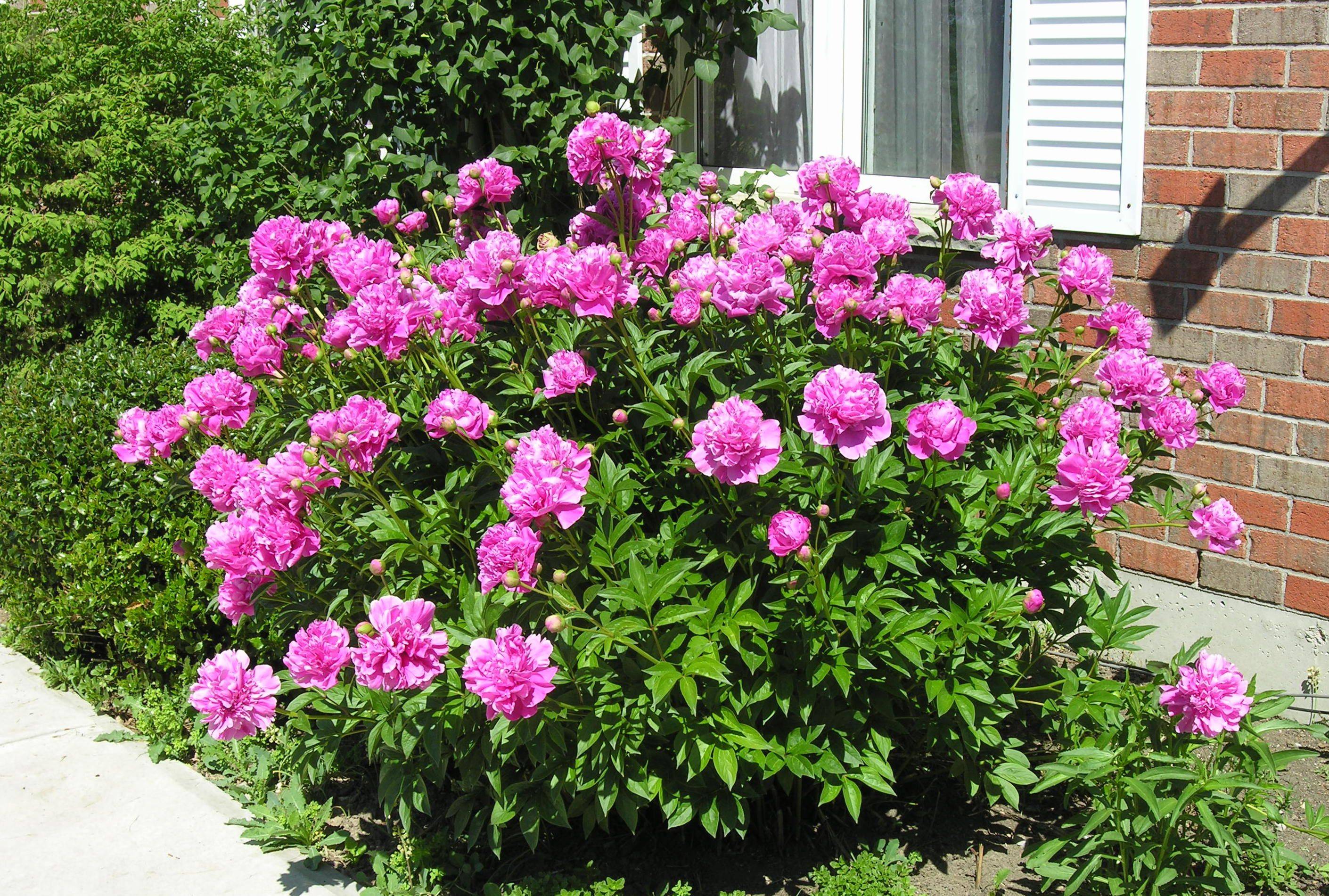 Marvelous Peony Garden Landscaping Ideas