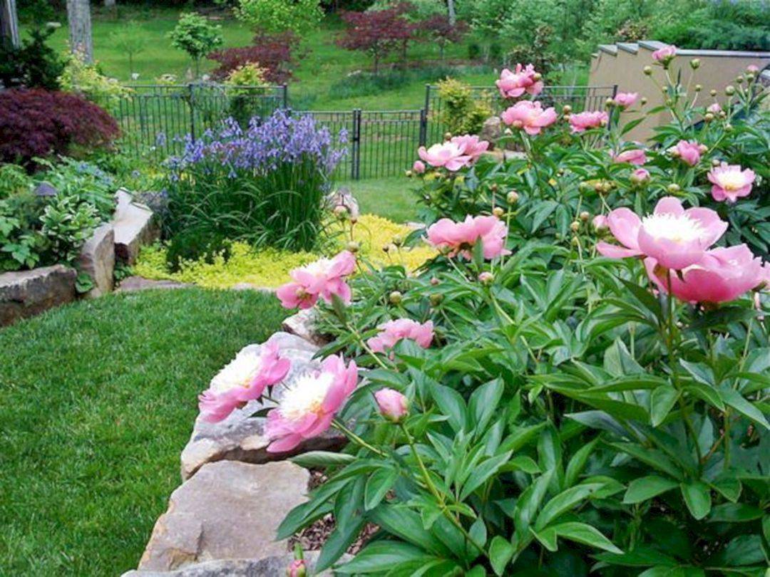 Marvelous Peony Garden Landscaping Ideas