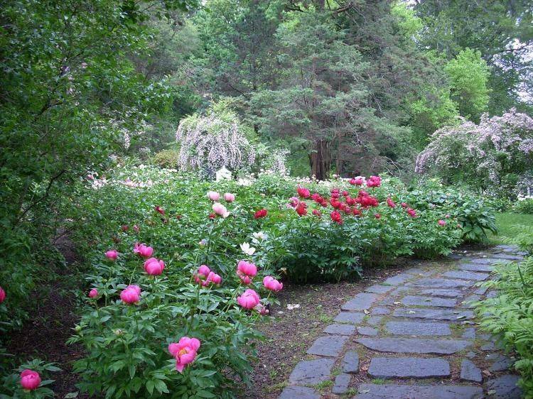 Marvelous Peony Garden Landscaping Ideas