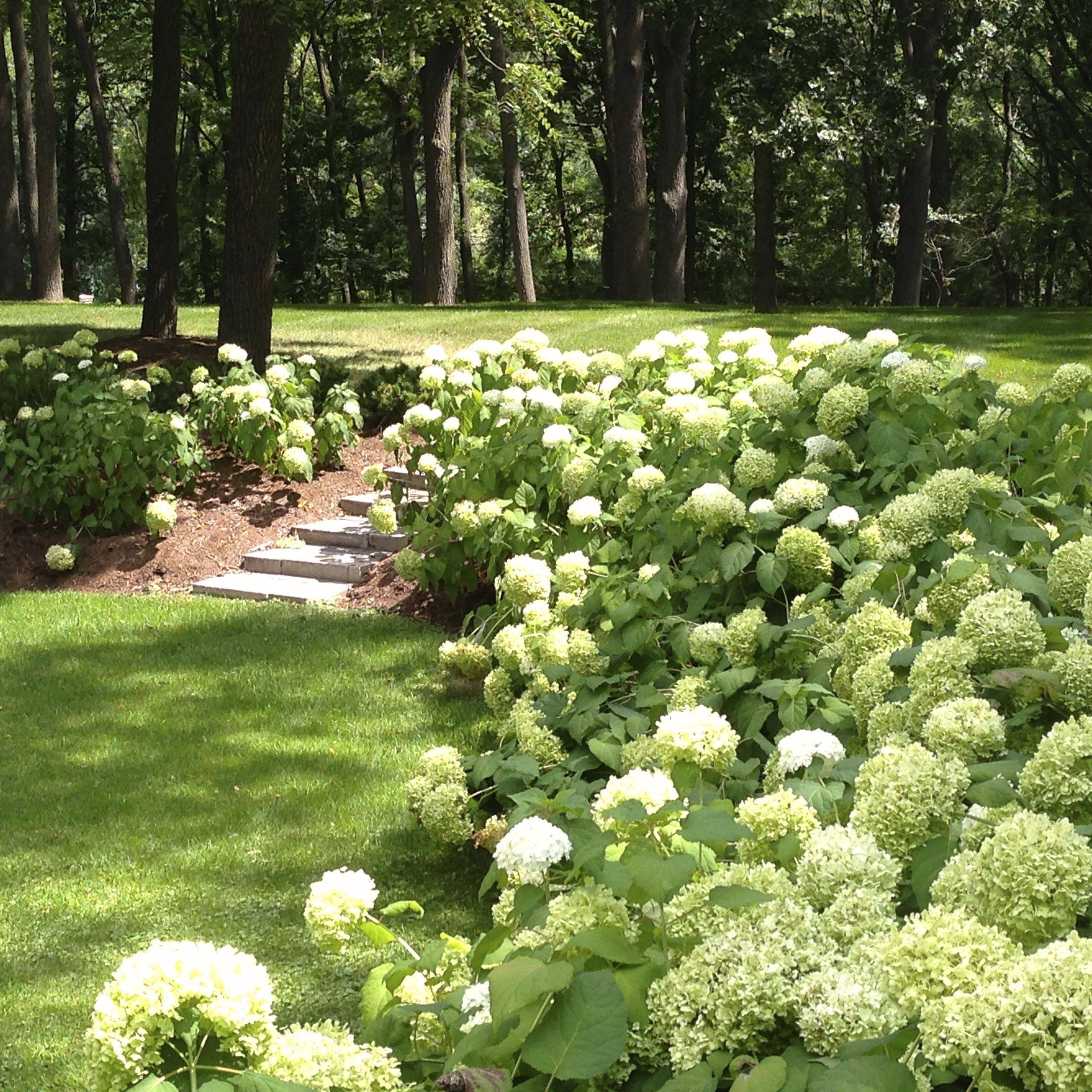 Phenomenal Marvelous Peony Garden Landscaping Ideas
