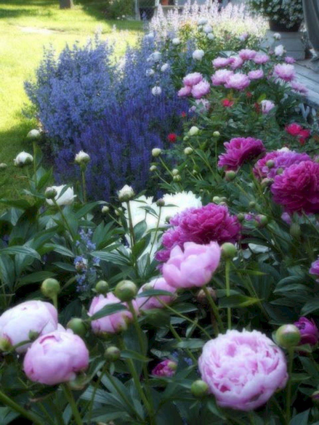 Garden Ideas