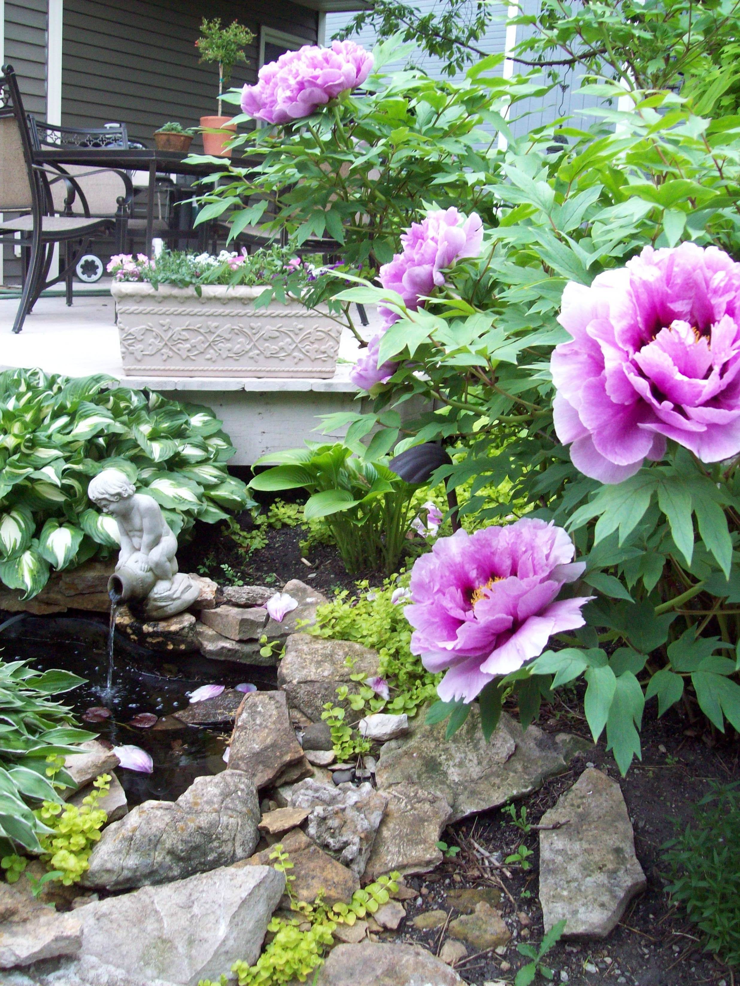 Gardening Ideas
