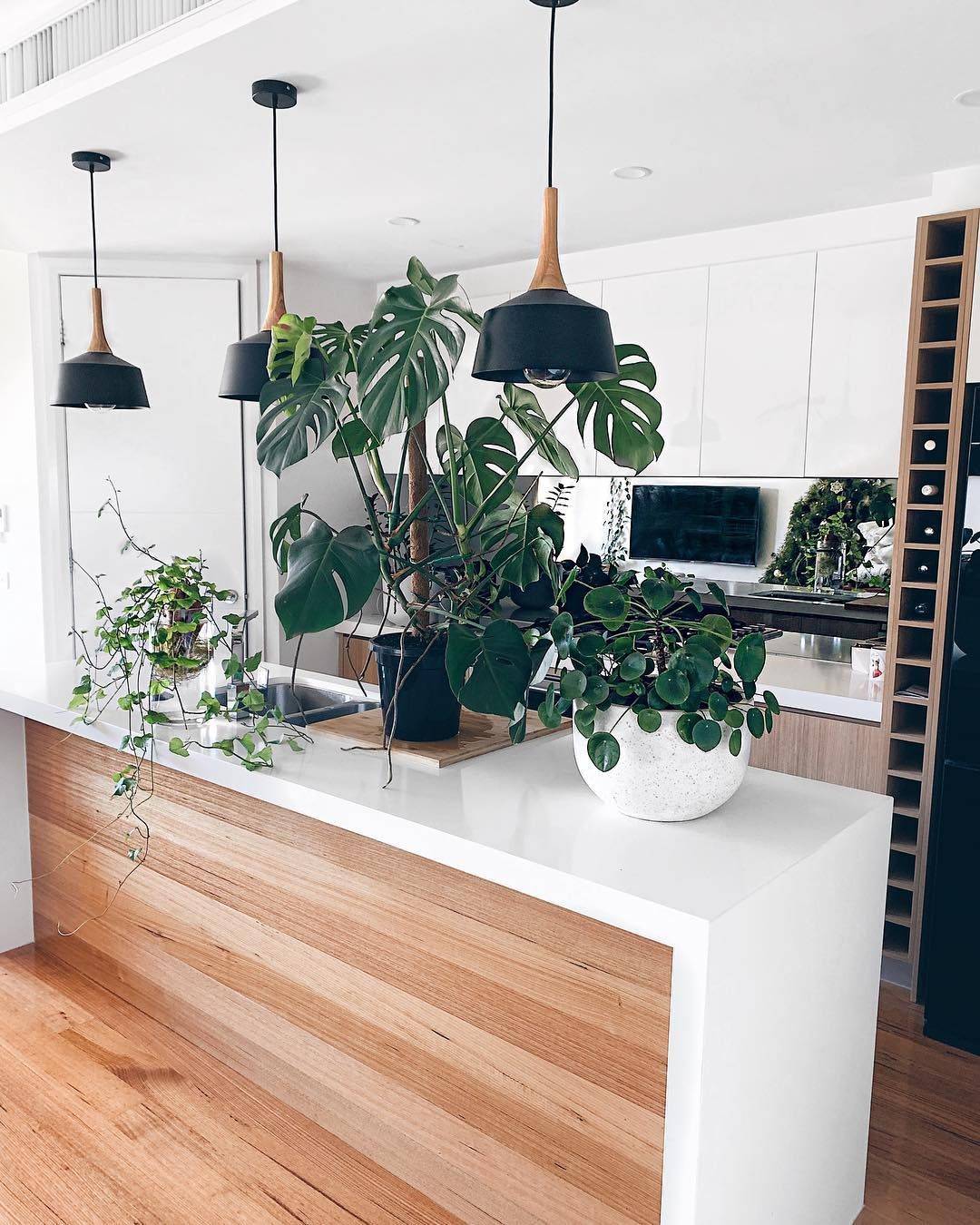 The Best Indoor Plants