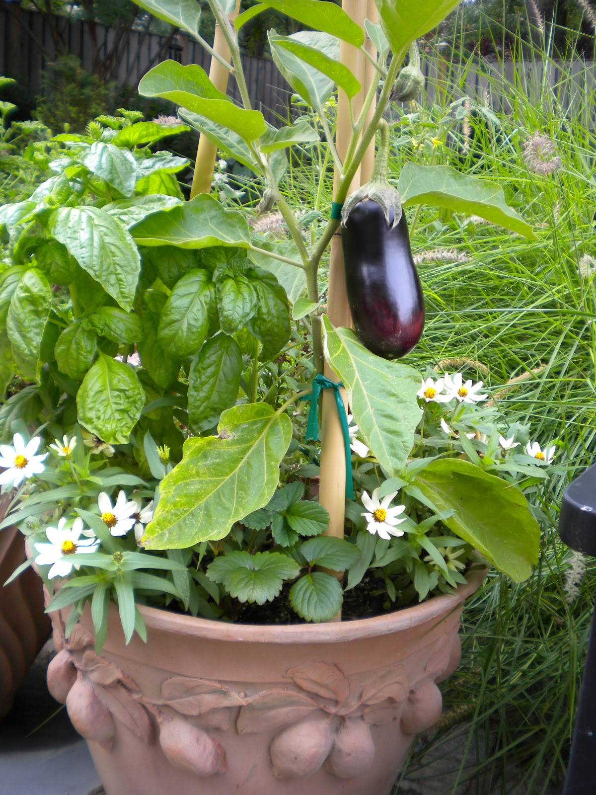 An Ecofriendly Kitchen Garden Cottage Garden