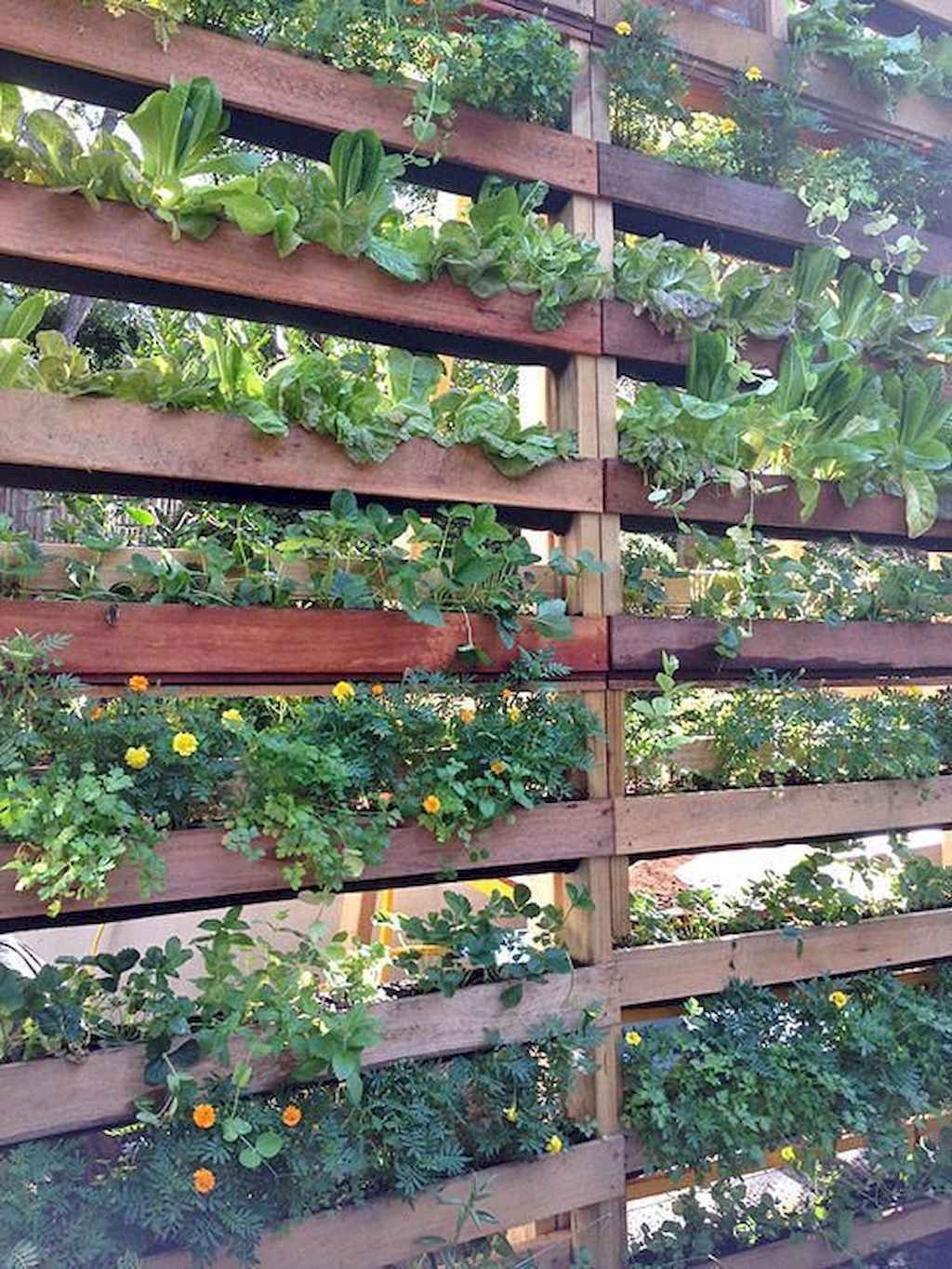 Backyard Privacy Screen