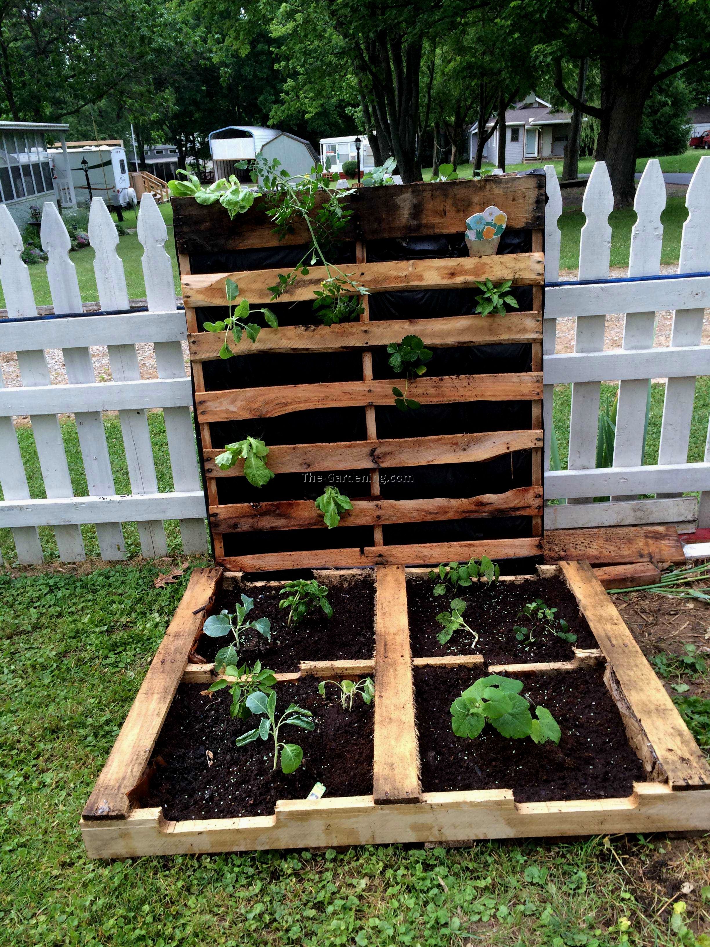 Pallet Vegetable Garden Pallet Ideas