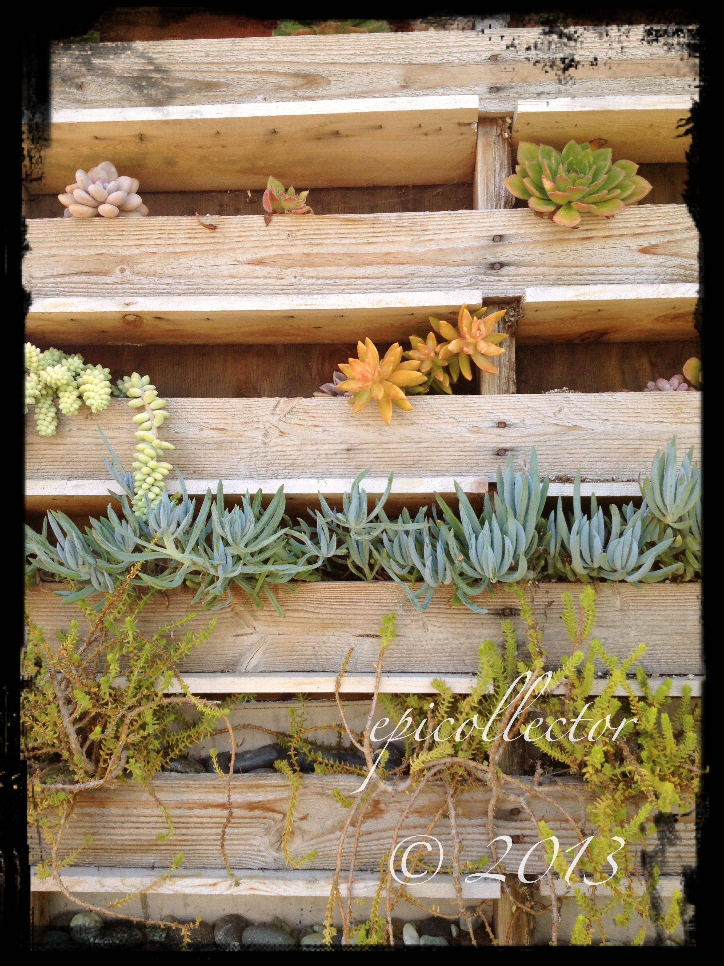 Famous Garden Ideas Pallet Succulent Wall Garden