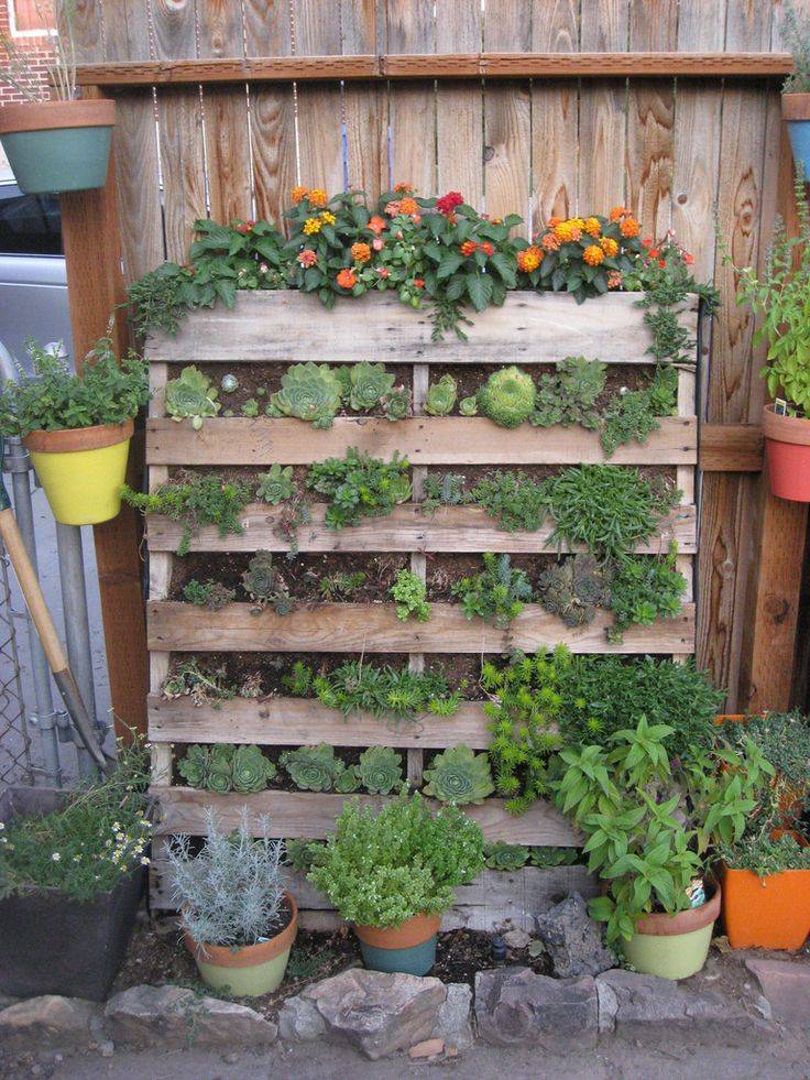 Vertical Succulent