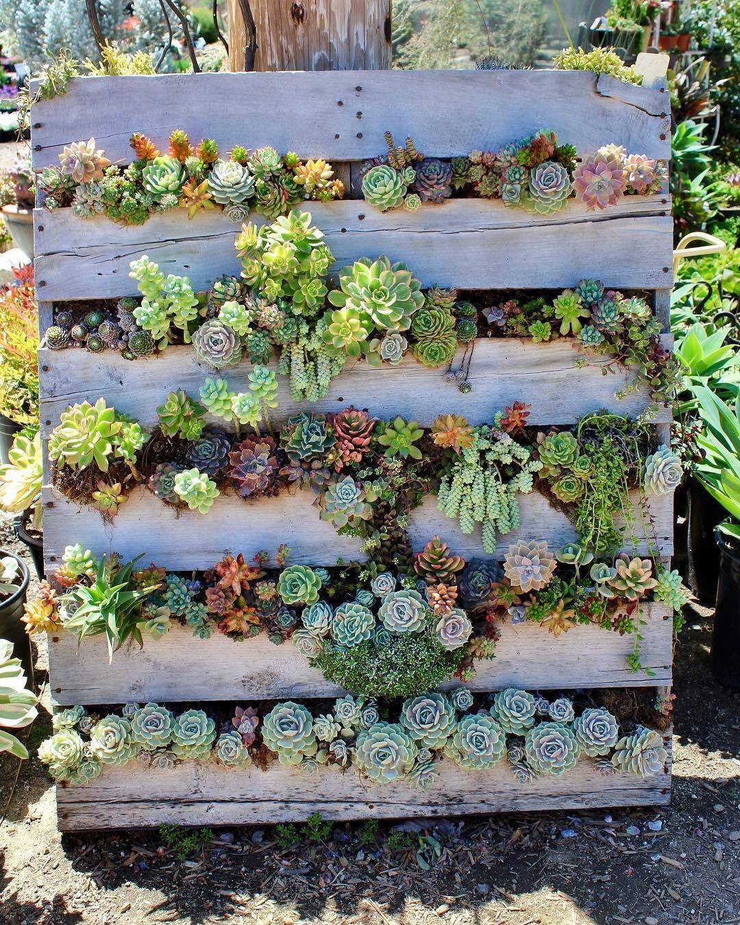 This Succulent Garden