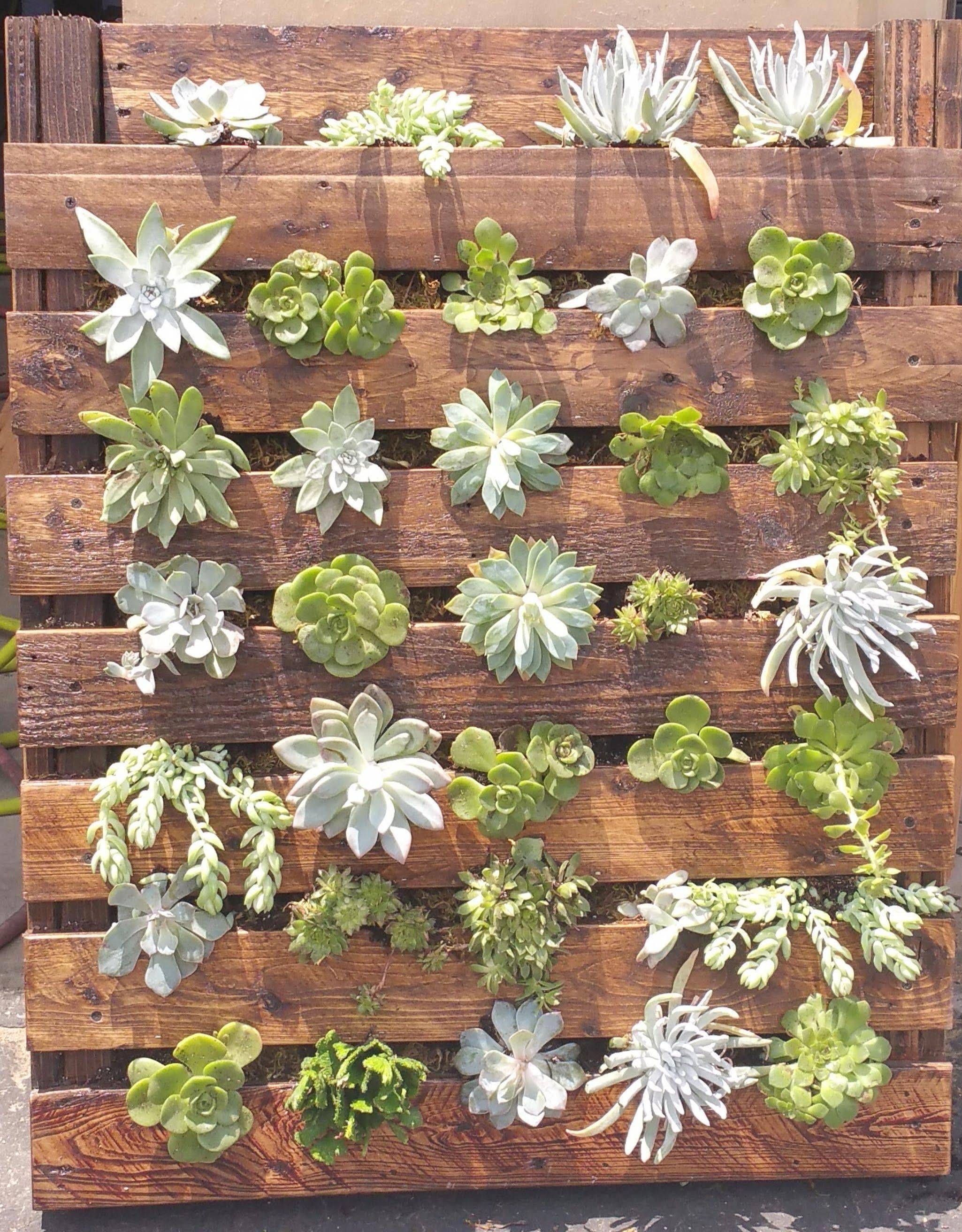 Succulent Pallet Arrangement Succulents