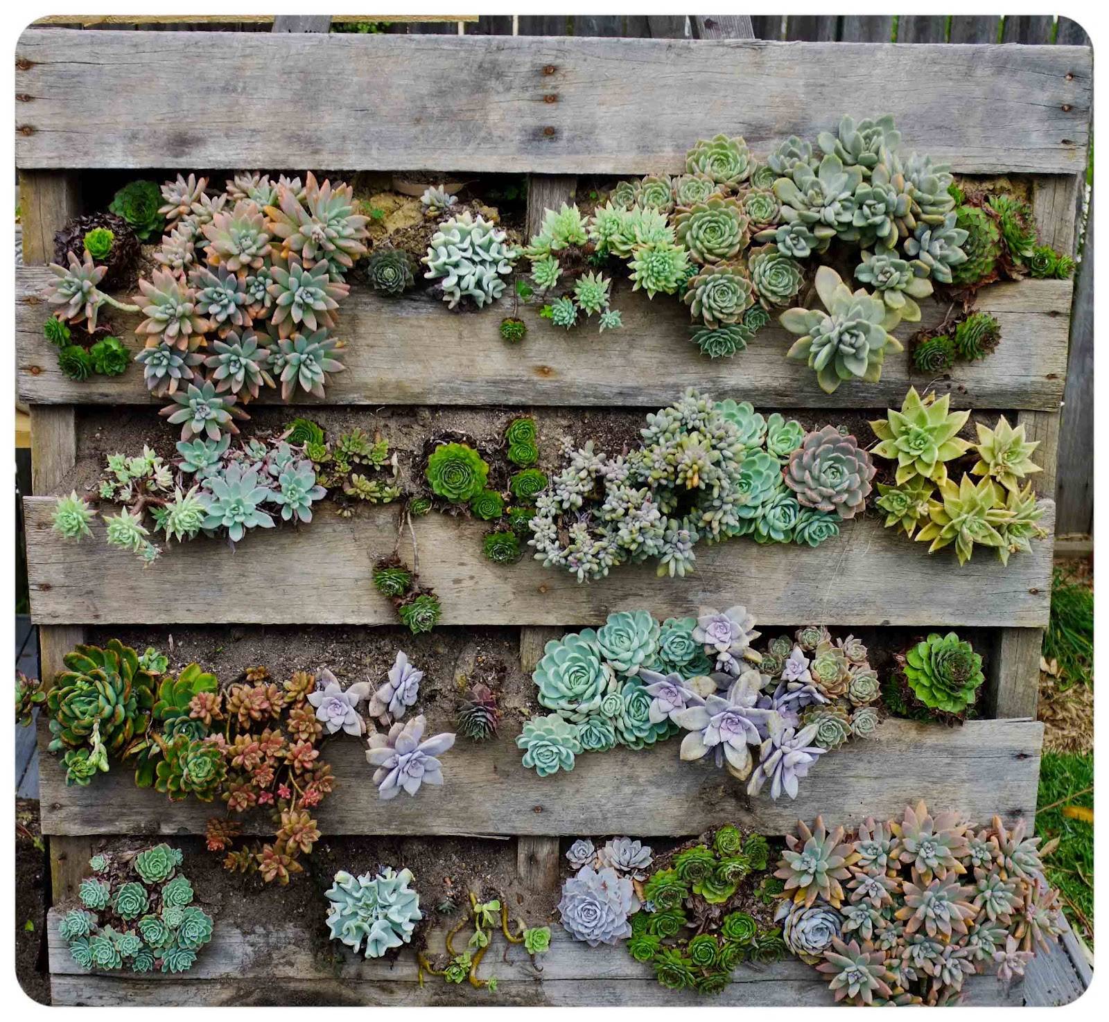 Succulent Pallet Garden