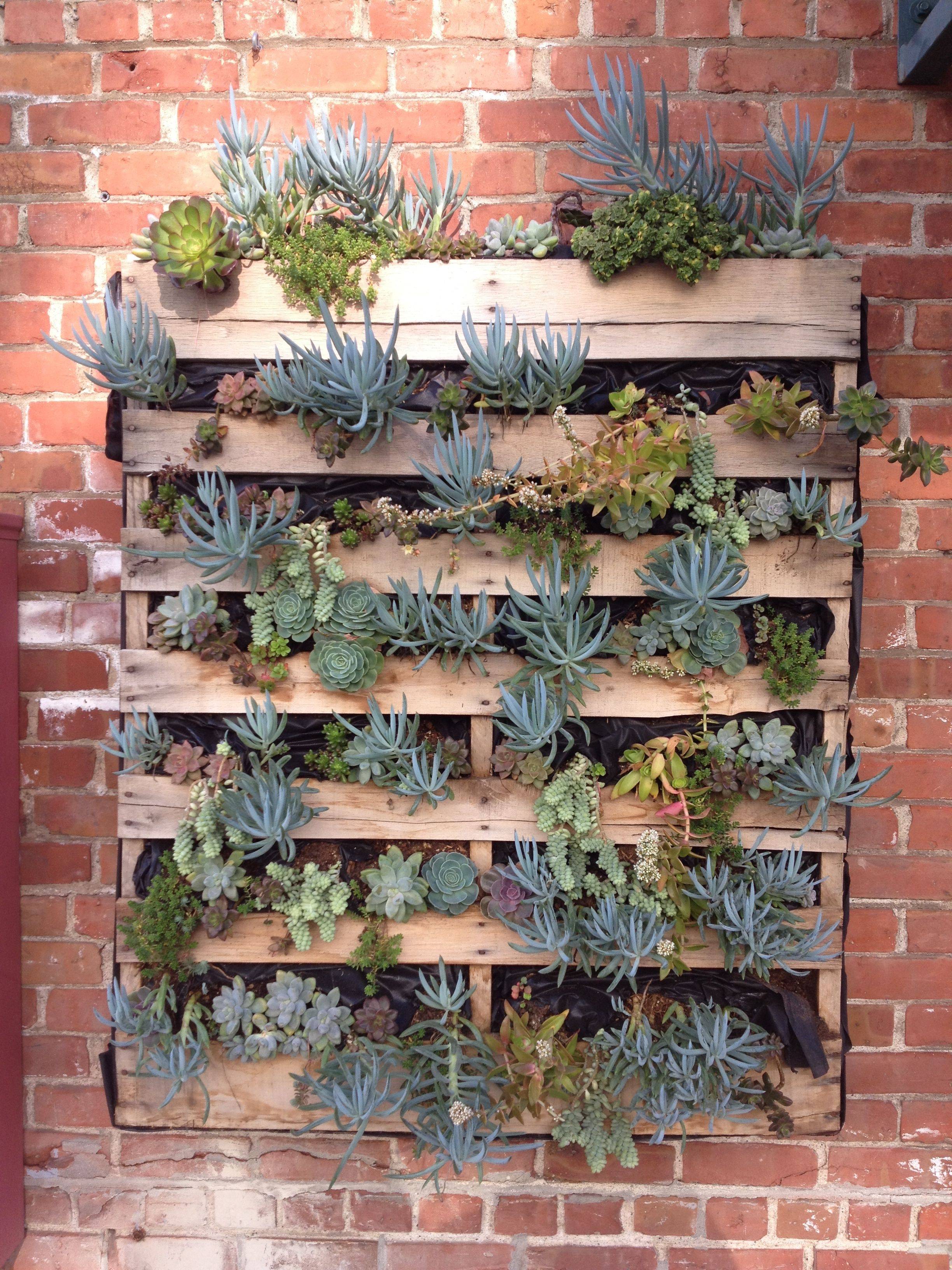 Succulent Wall Amykathryn Blog Pallets Garden