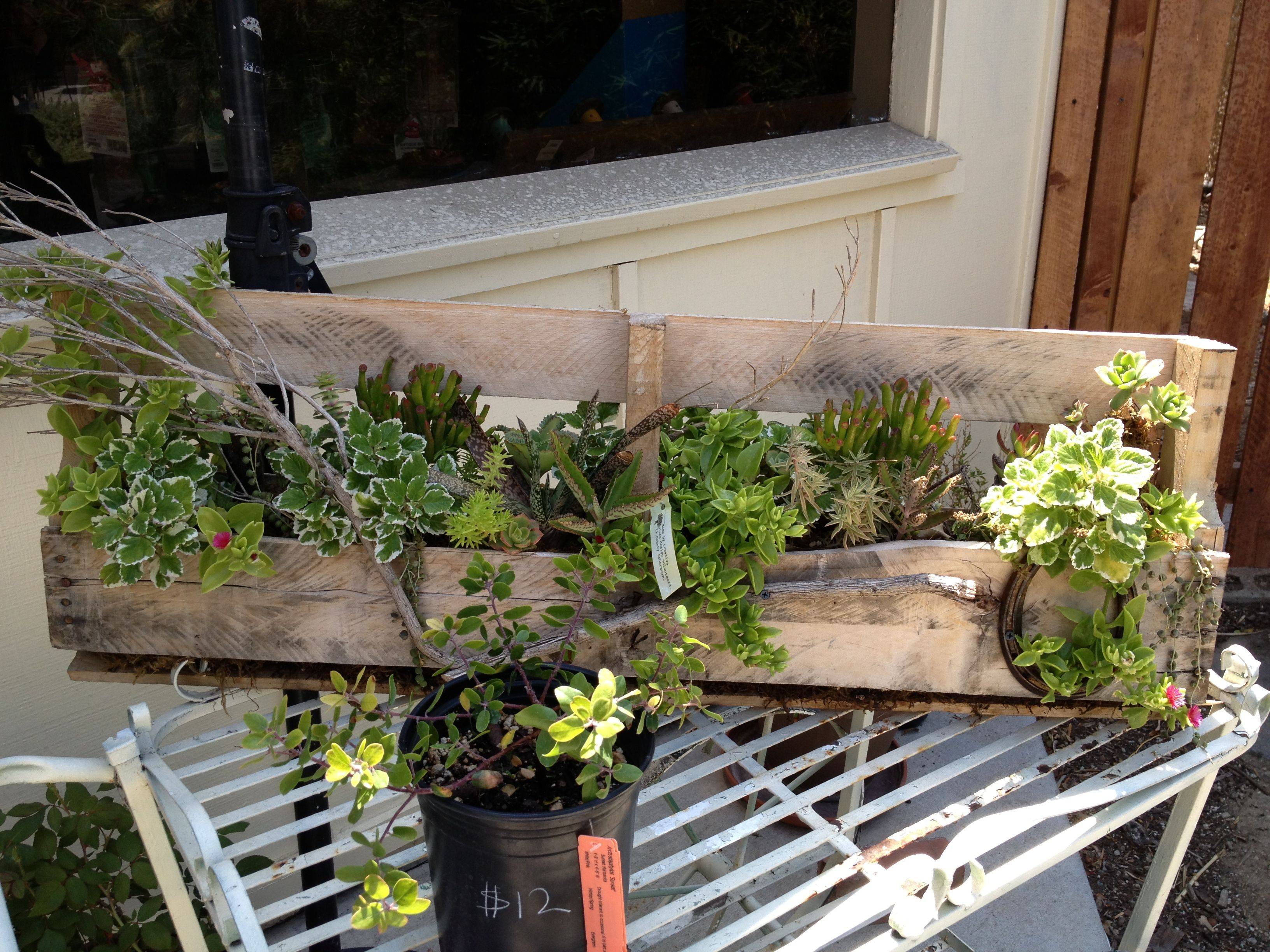 Succulent Wall Amykathryn Blog Pallets Garden