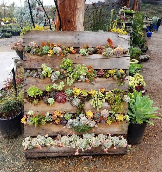 Pallet Succulents