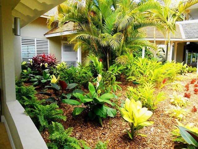 Caribbean Landscape Tropical Garden