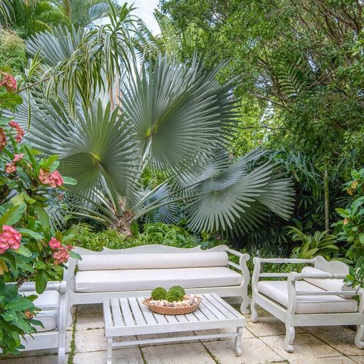 Caribbean Island Tropical Landscaping