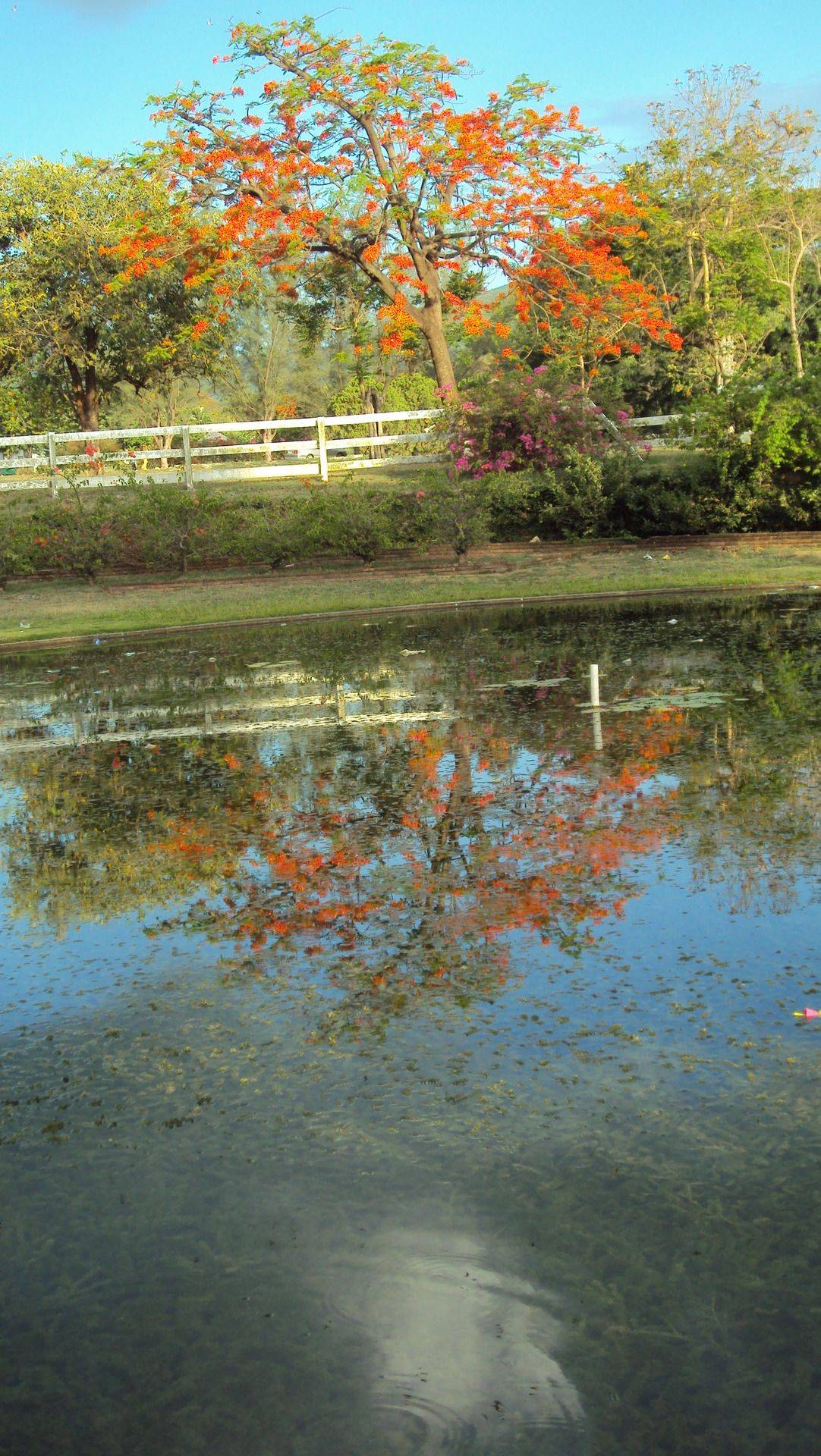 Awesome Pics Hope Gardens Jamaica Plant Nursery And View Jamaica