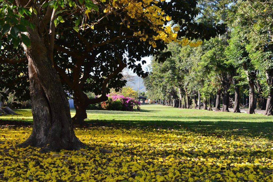 Hope Garden Jamaica