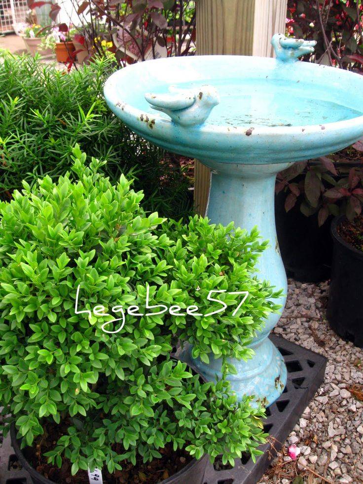 Your Backyard Inspiration Homishome